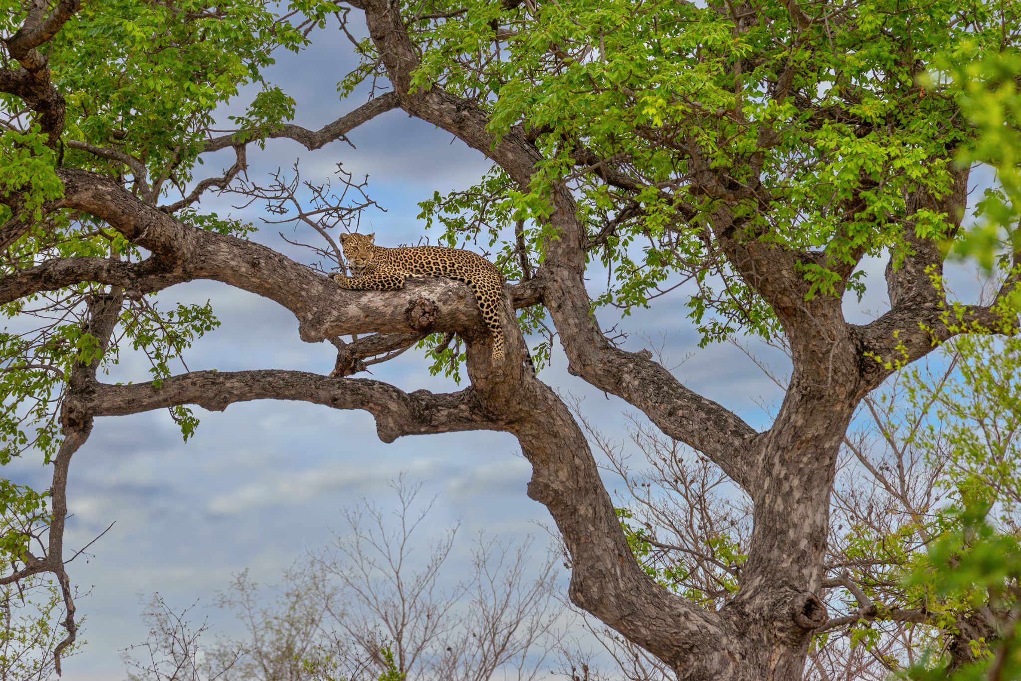 20161113 102547 Leopard